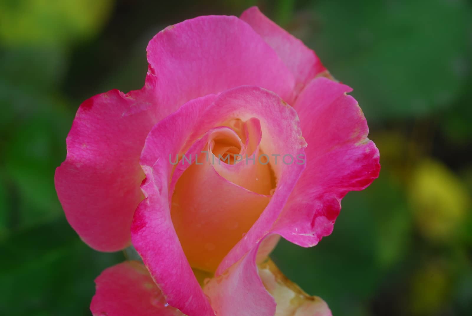 Pink Yellow Rose Flower by nikonite
