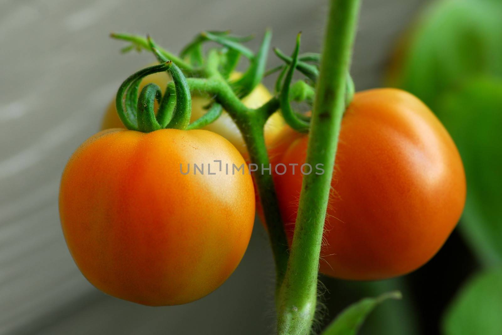 delicious organic healthy red tomato for cooking and salad
