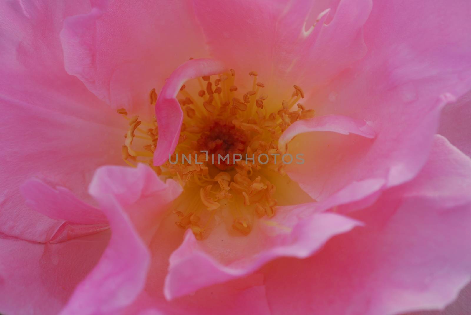Fresh Pink Yellow Rose Flower with drops of water