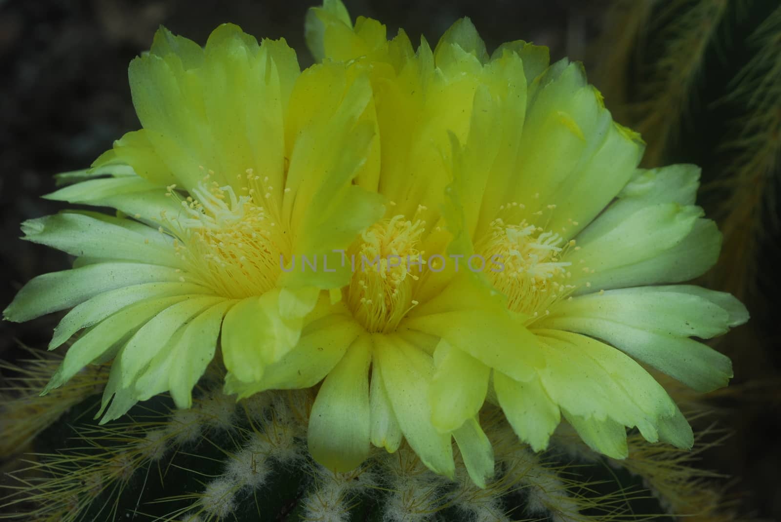 yellow Cactus Flower by nikonite
