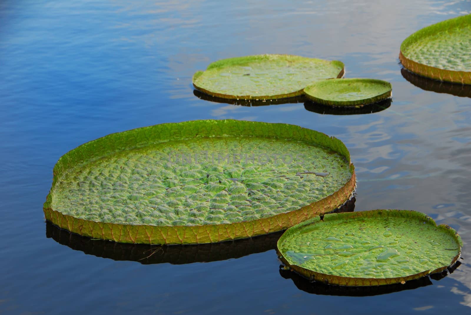 green disc shape water lily leaves in water