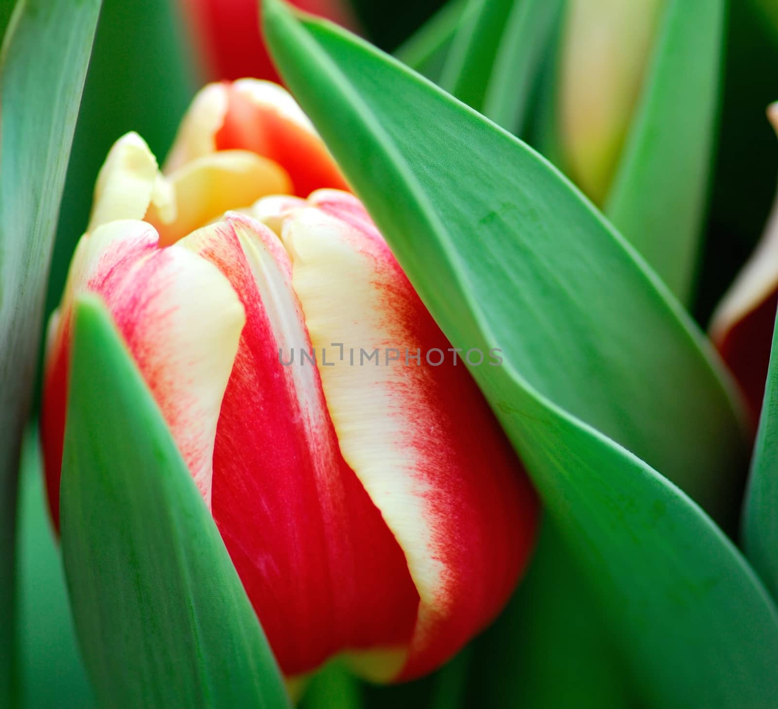 Red Yellow tulip flower in bloom in spring