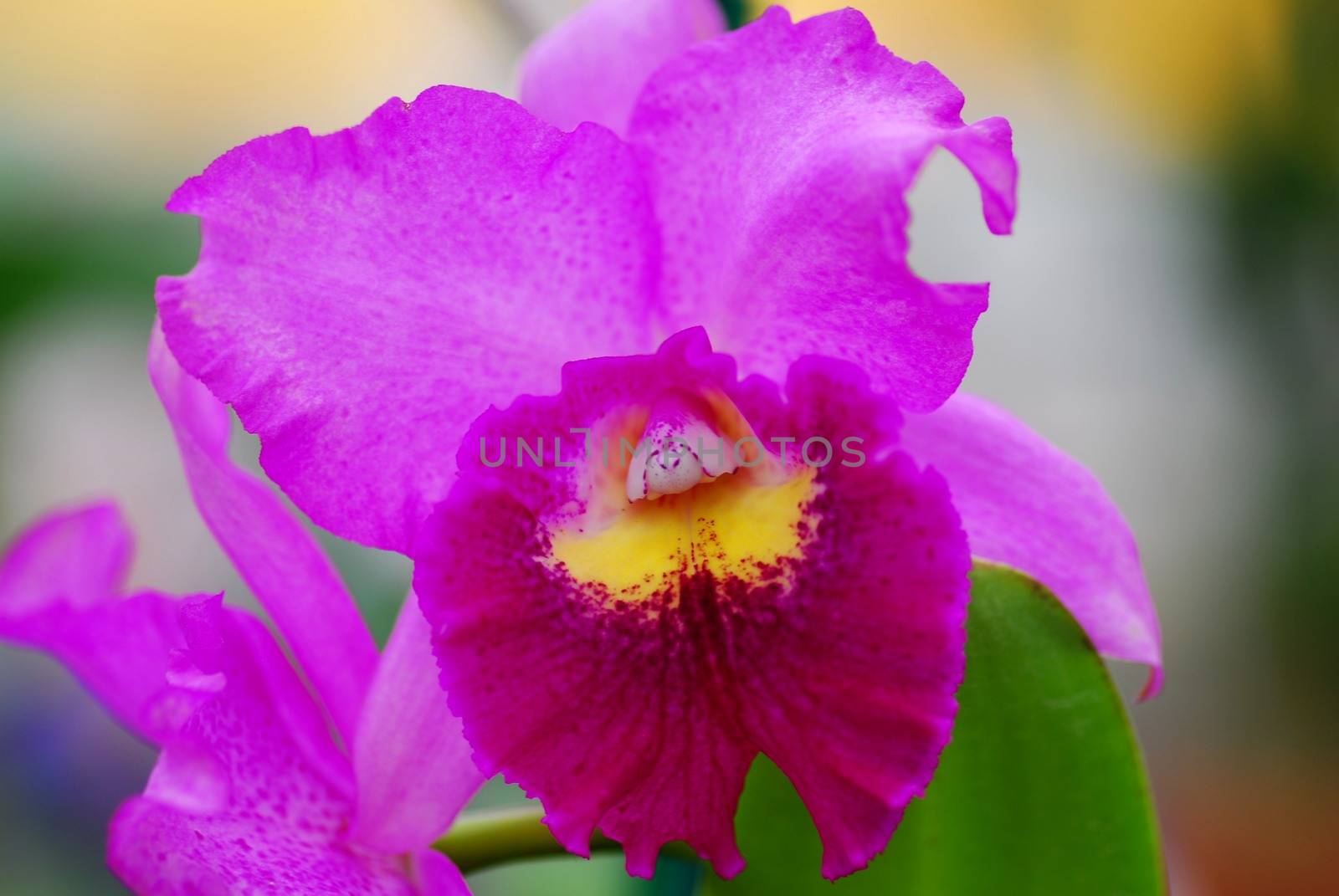 pink yellow orchid flower in bloom in spring