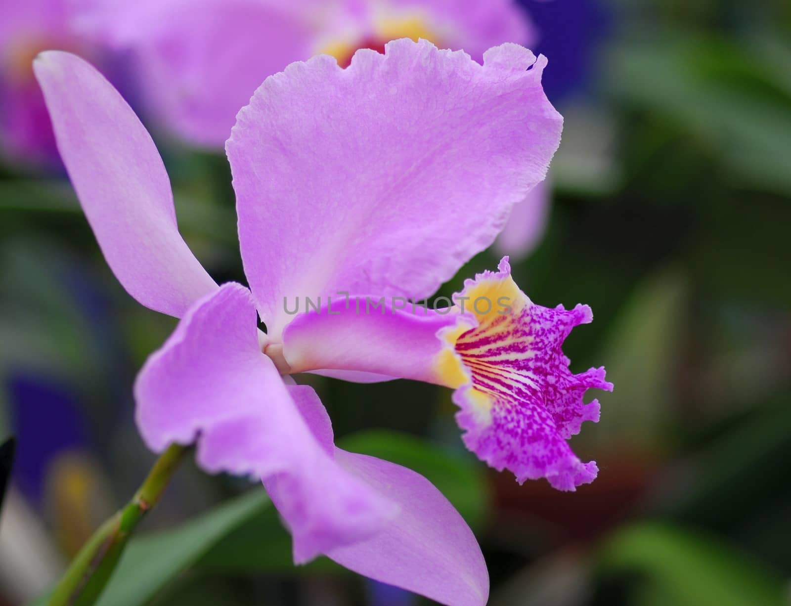 pink yellow orchid flower in bloom in spring