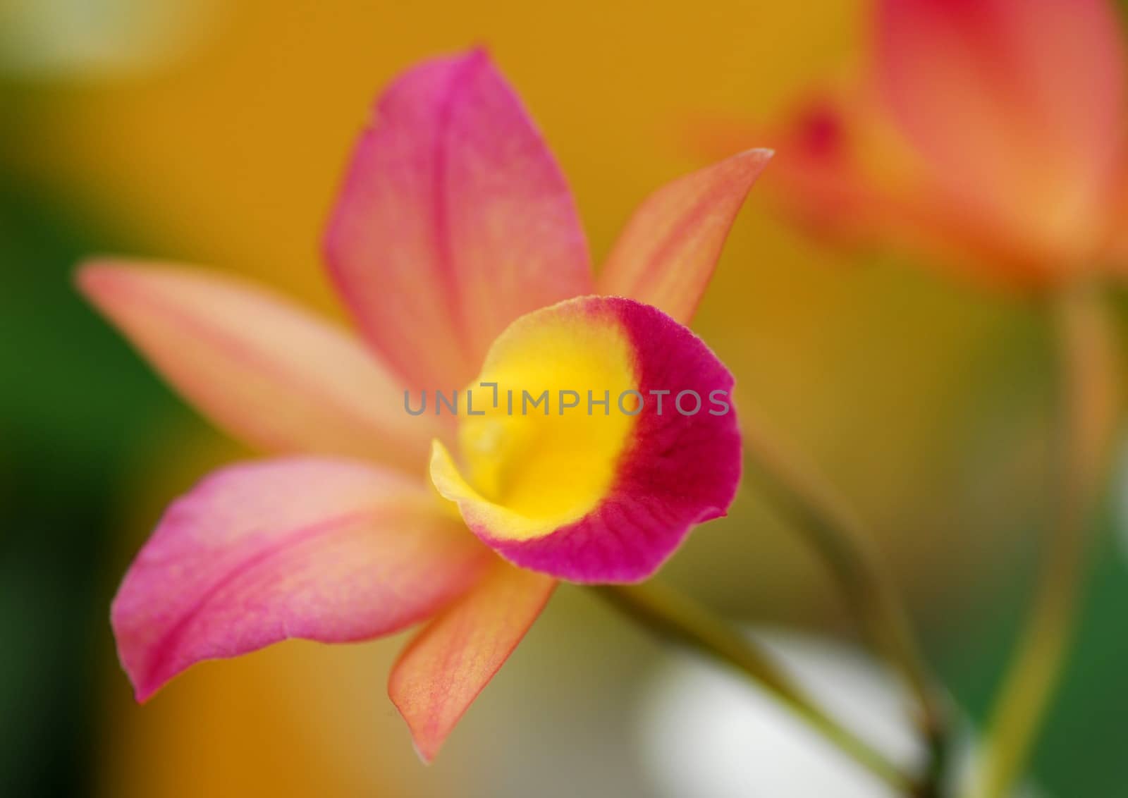 orange Cymbidium orchid flower by nikonite