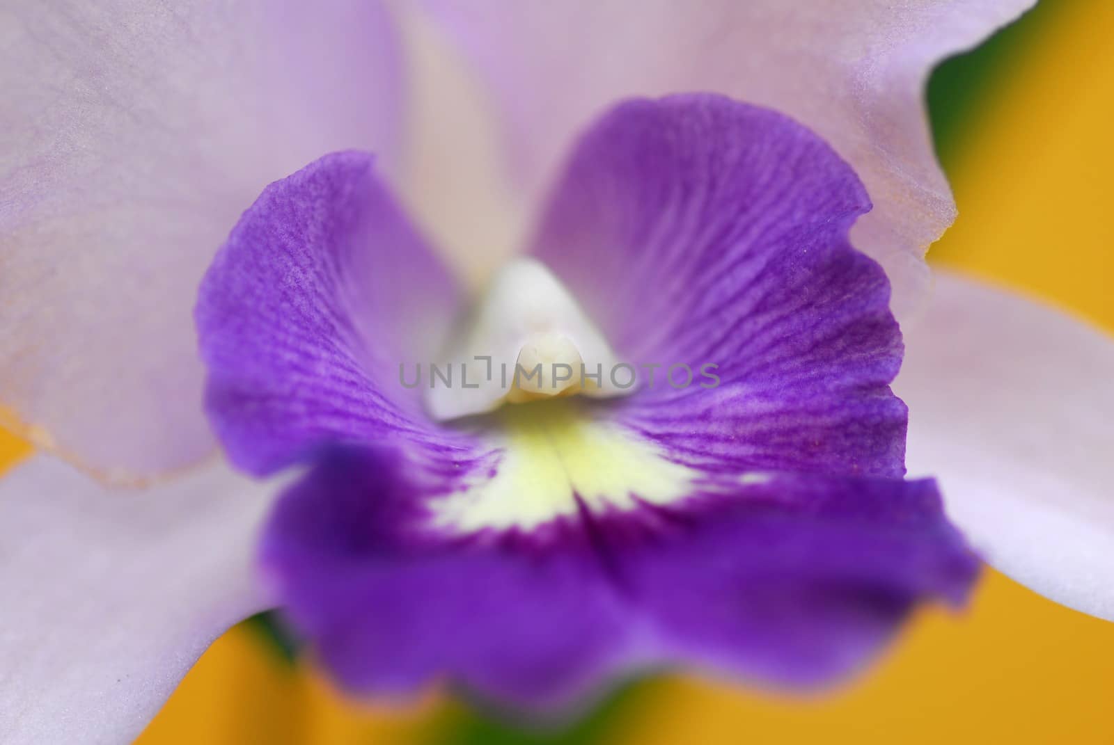 purple white orchid flower by nikonite