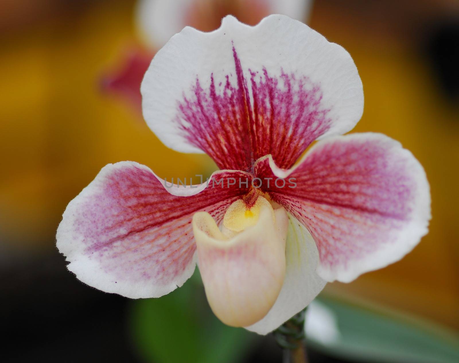 pink white orchid flower by nikonite