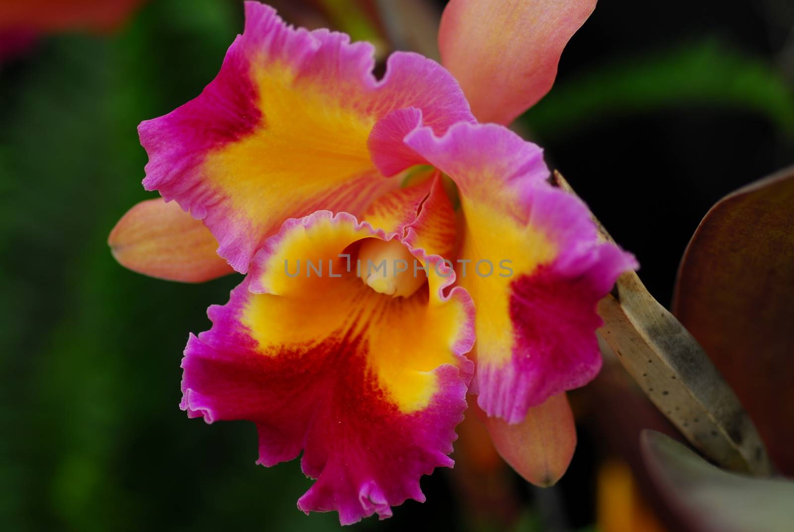 pink yellow orchid flower by nikonite