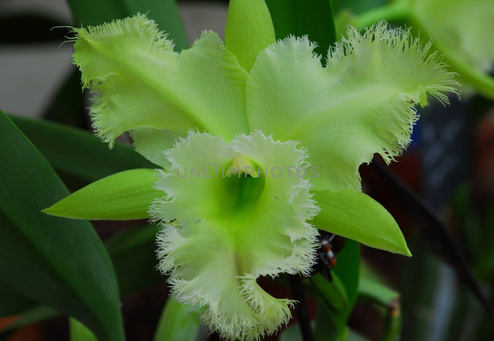 Green Cattleya orchid flower in bloom in spring