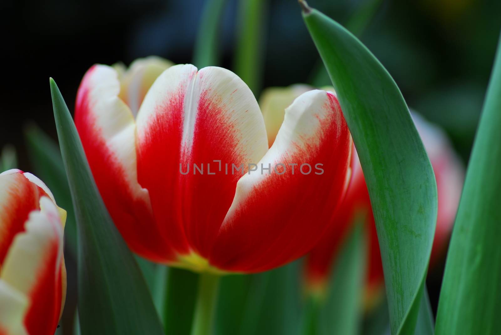 Red white tulip flower in bloom in spring