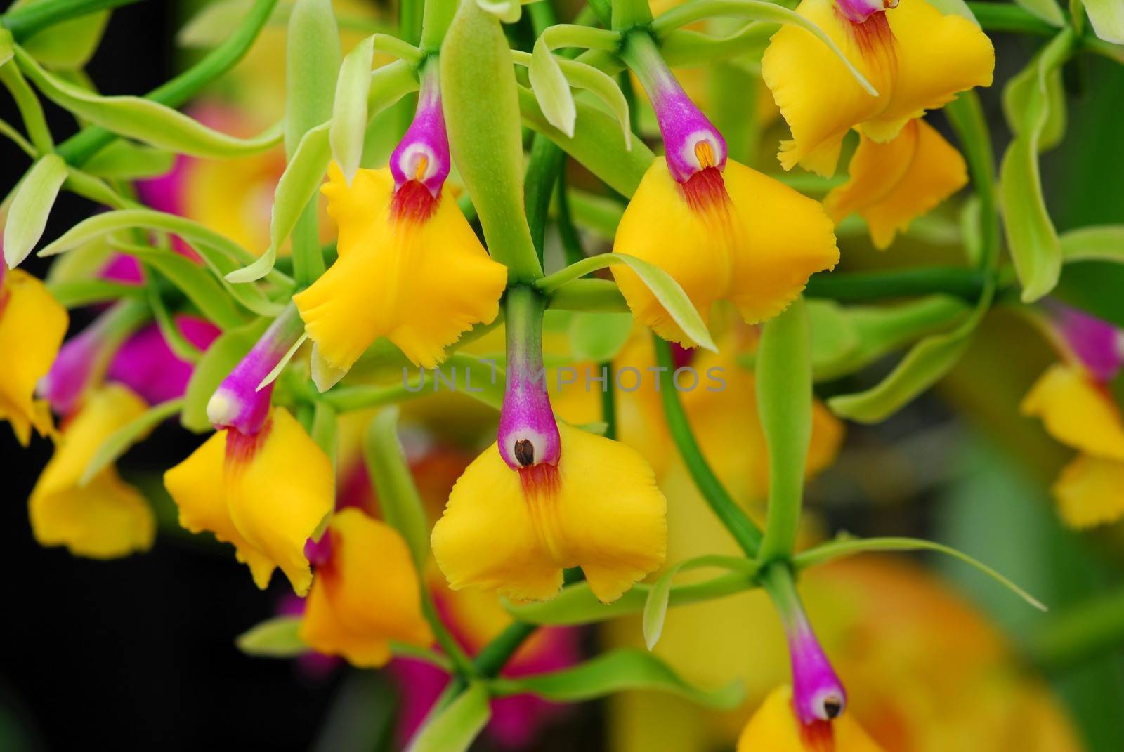 pink yellow Epicattleya Rene Marques Flame Thrower Orchid flower by nikonite