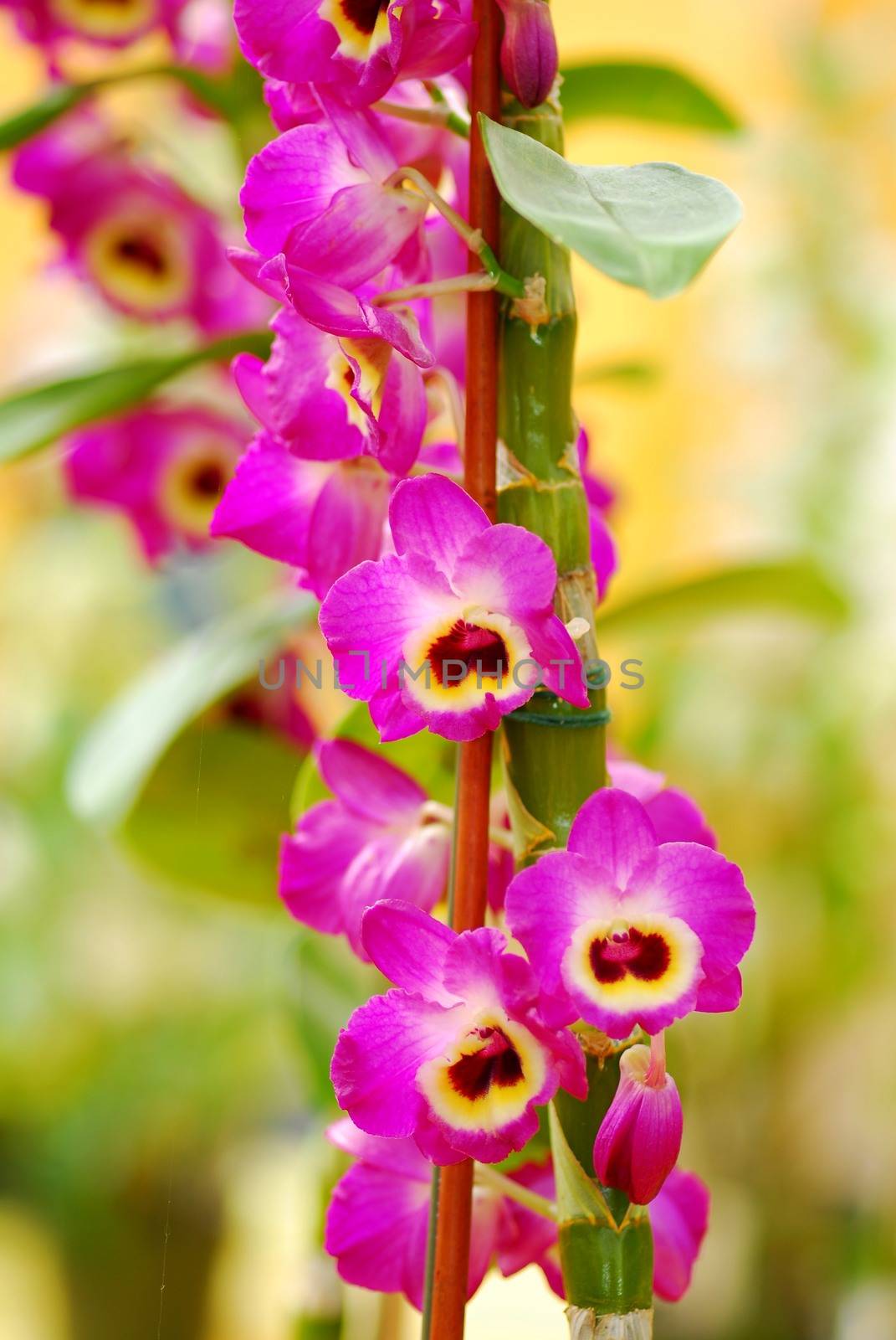 pink yellow orchid flower in bloom in spring