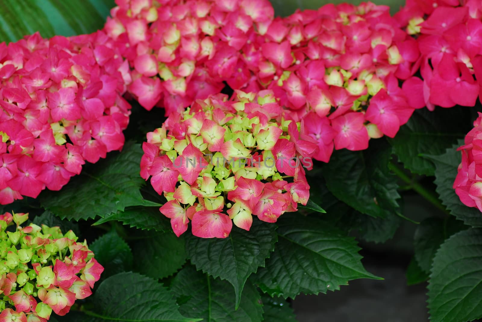 Pink Hydrangea Hortensia flower in bloom in spring