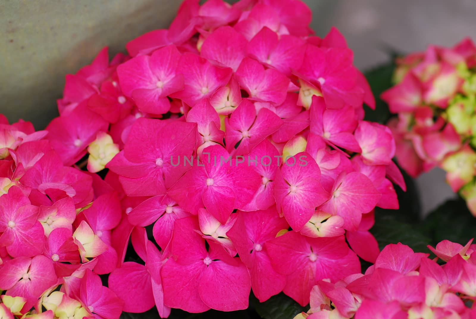 Pink Hydrangea Hortensia flower in bloom in spring