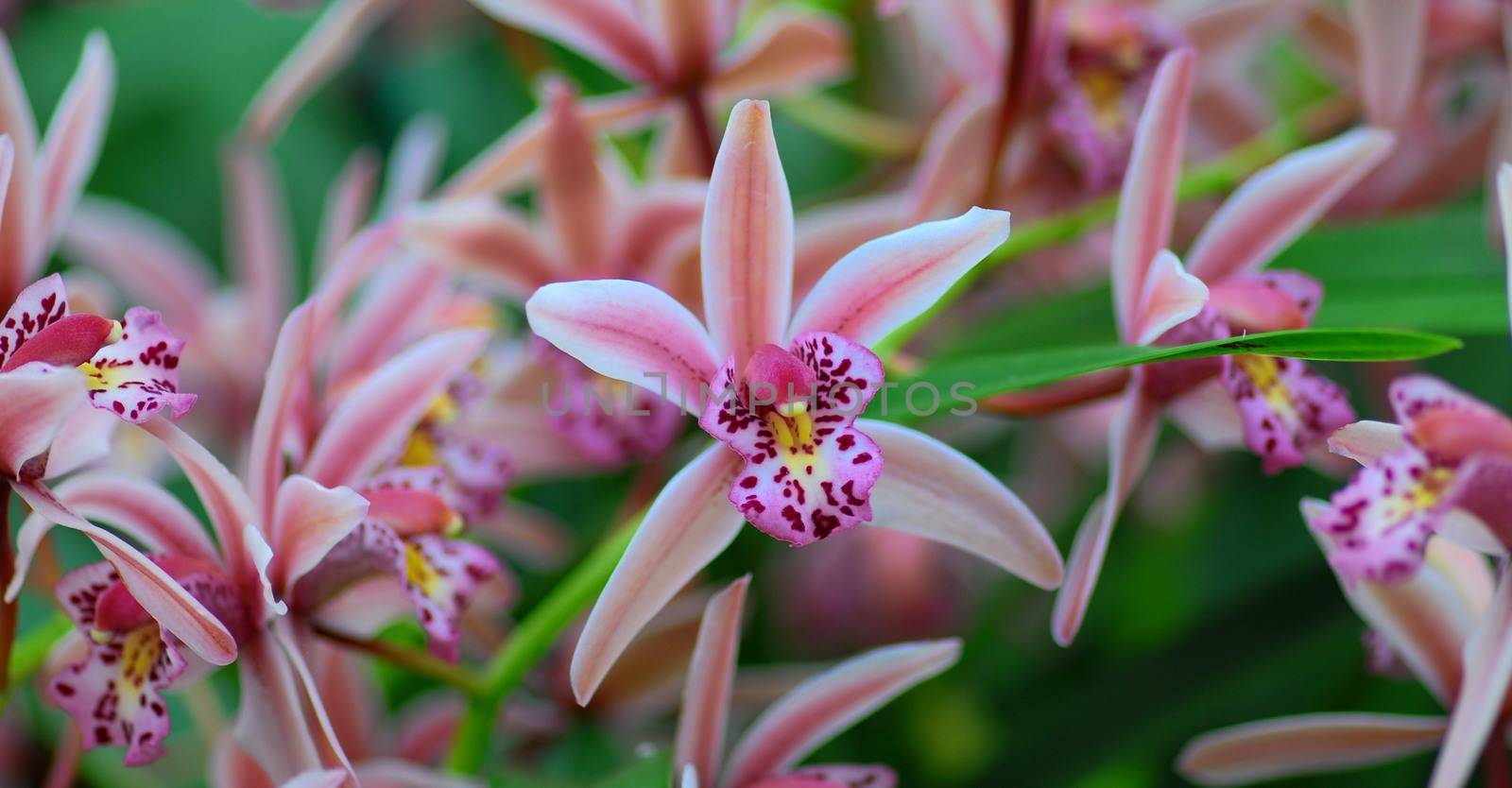 pink white orchid flower in bloom in spring