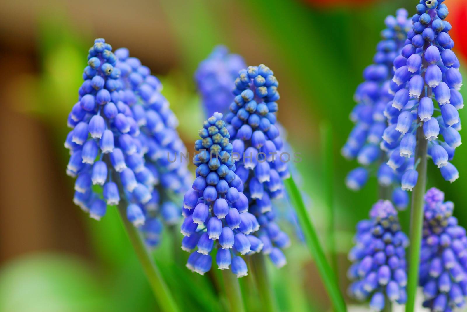 Blue Grape Hyacinth Muscari armeniacum flower in bloom in spring