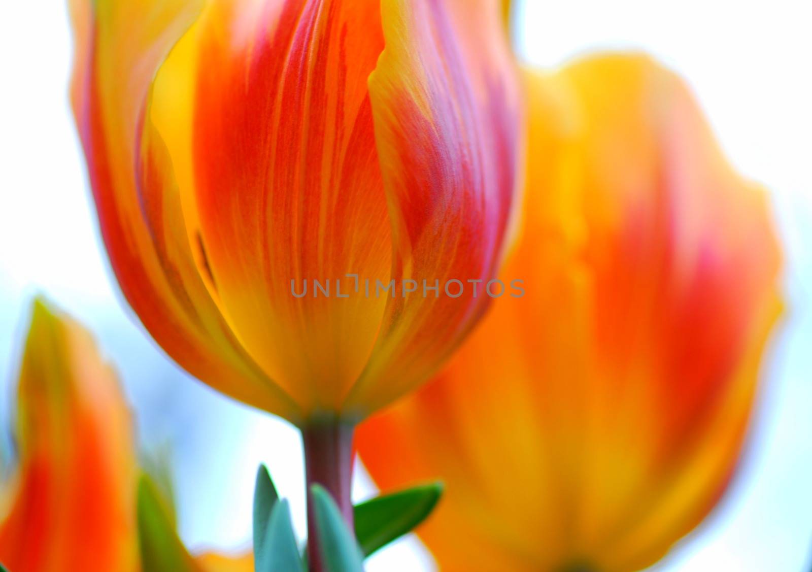 Red Yellow tulip flower by nikonite
