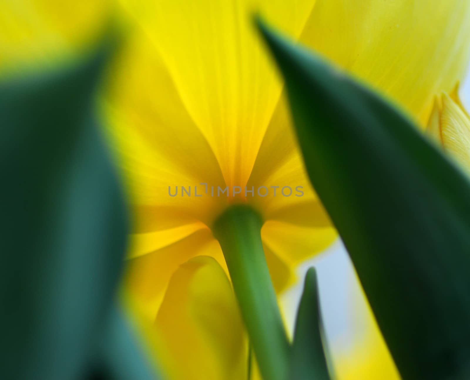 Yellow tulip flower in bloom in spring