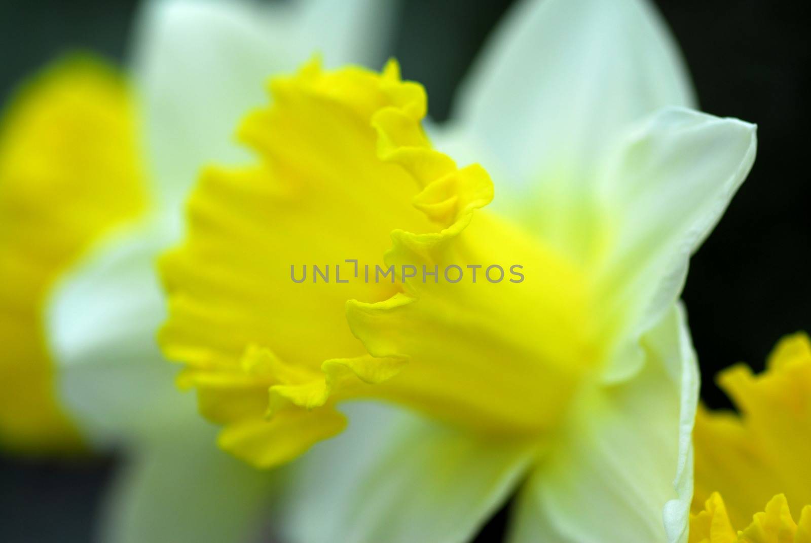 Daffodil Narcissus yellow flower in bloom in spring