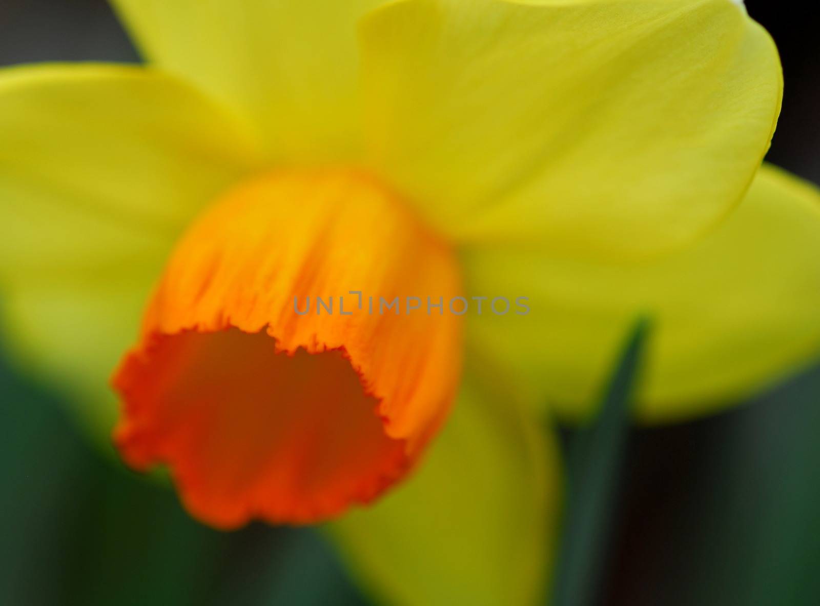 Daffodil Narcissus yellow flower in bloom in spring