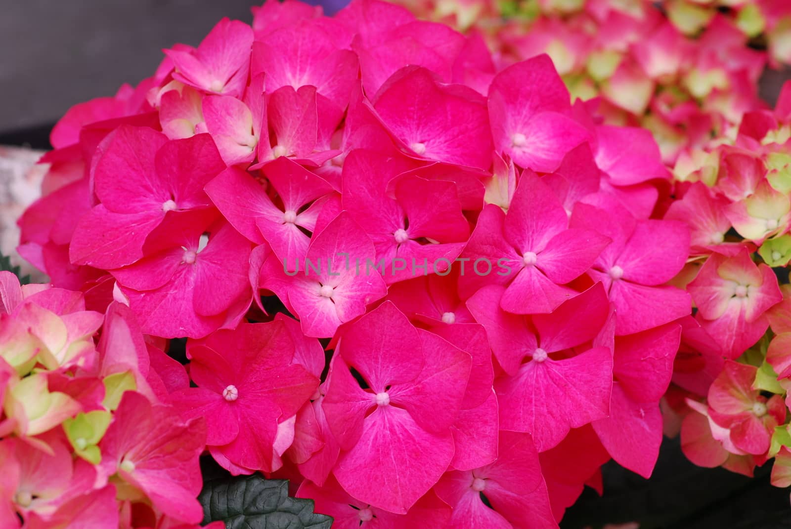 Pink Hydrangea Hortensia flower by nikonite