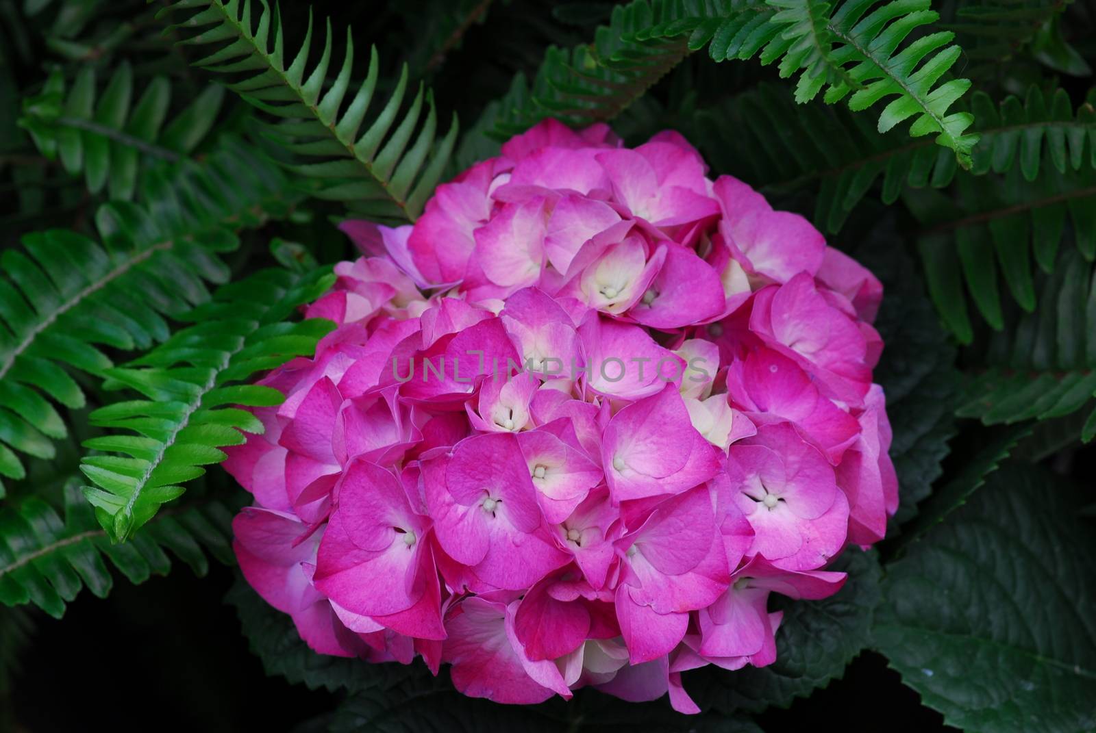 Pink Hydrangea Hortensia flower in bloom in spring