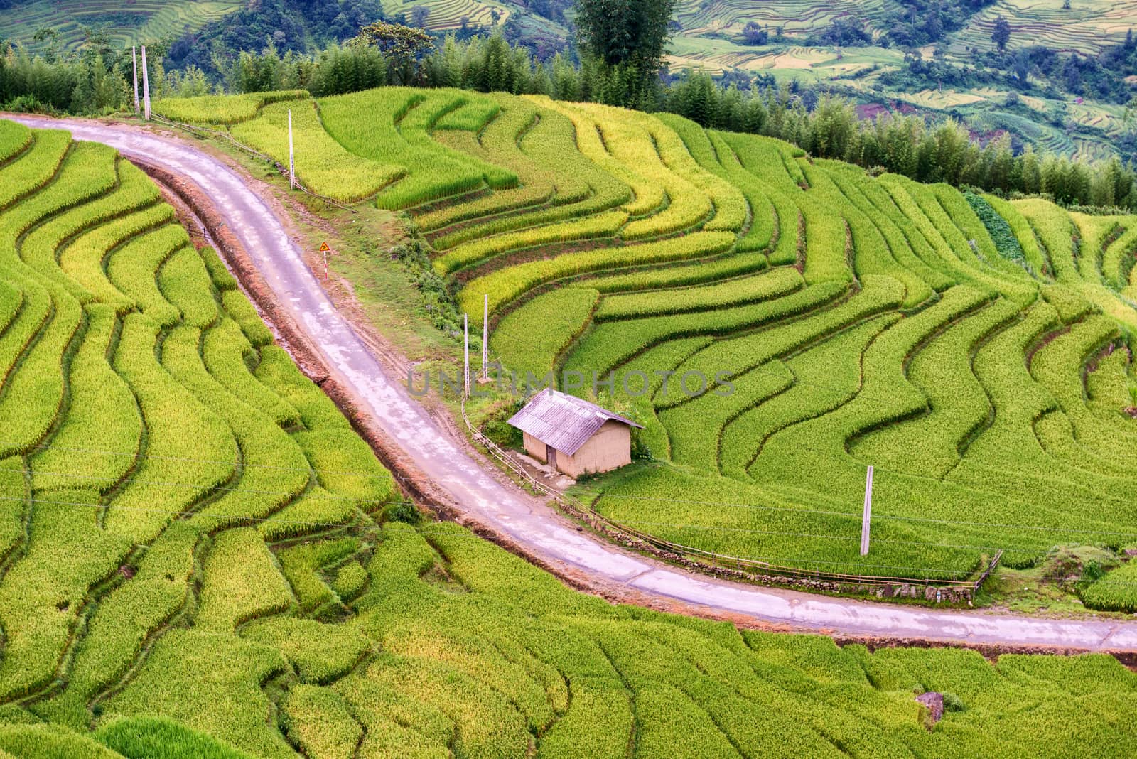 Vietnam Rice Terraces