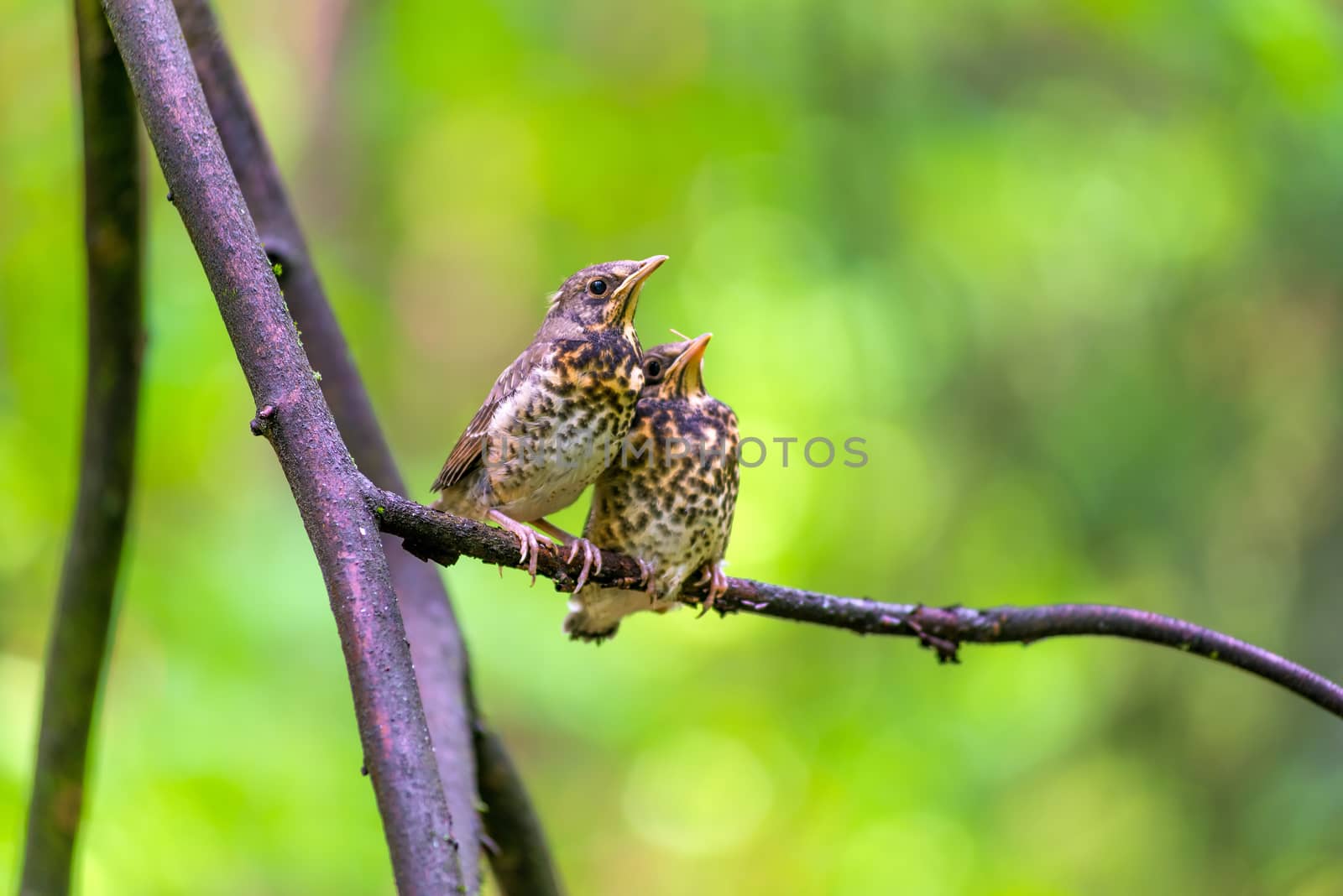 two little chick sparrow sitting on a branch in the forest