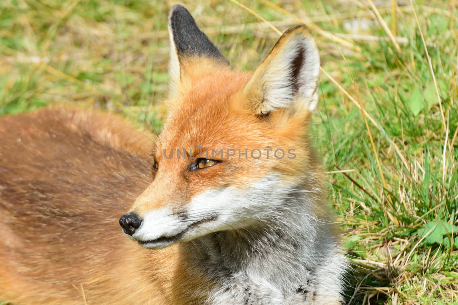 European Fox in portrait