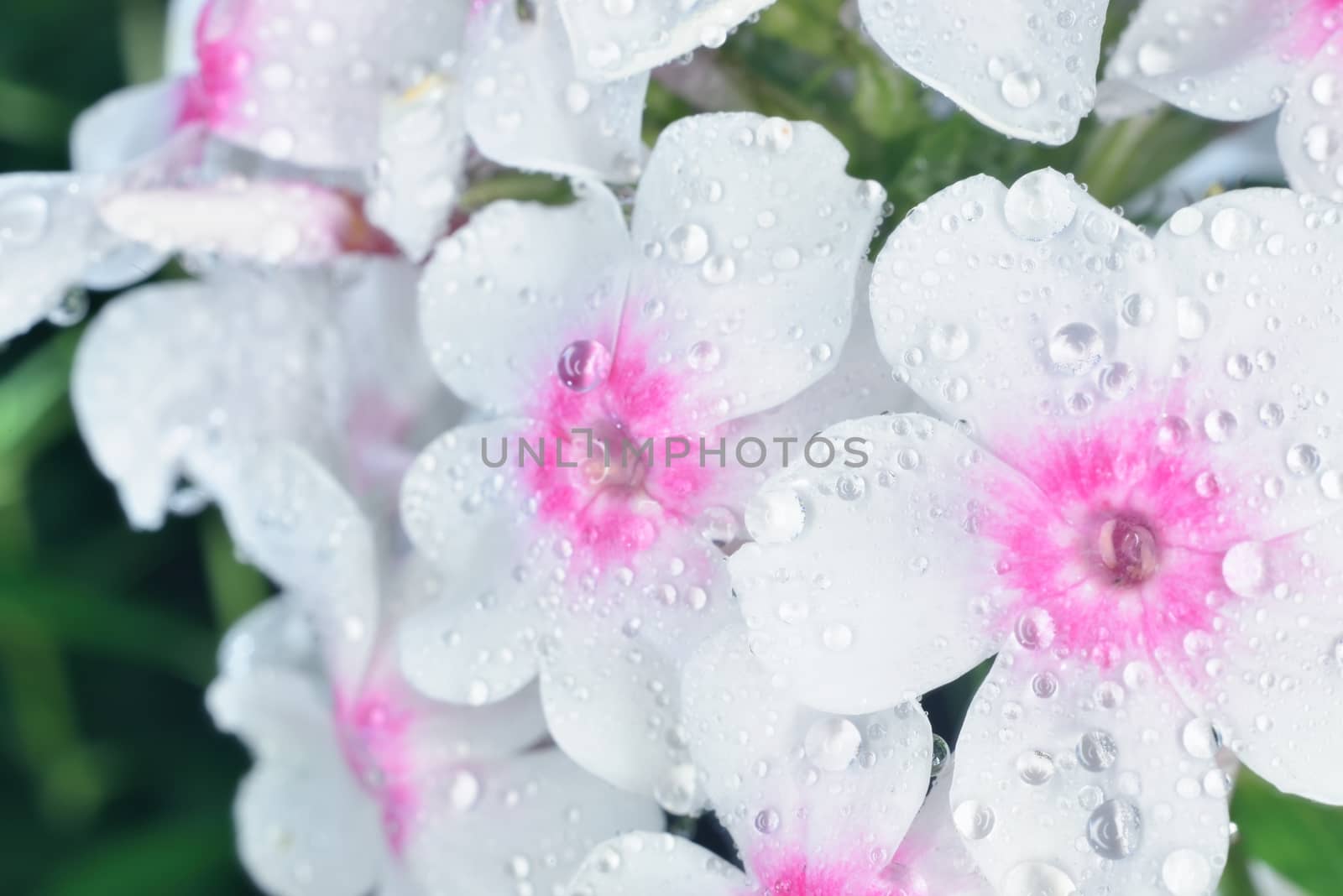  phlox  with big waterdrops by alexandervedmed