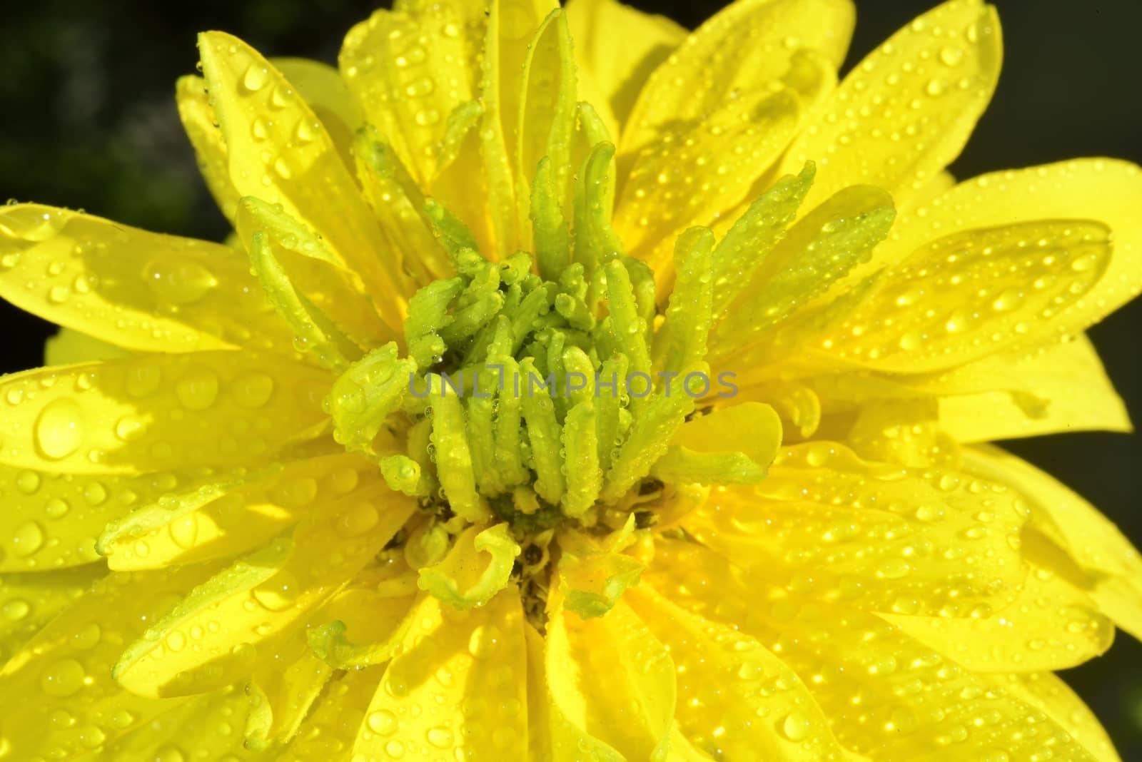 yellow summer macro flower with waterdrops