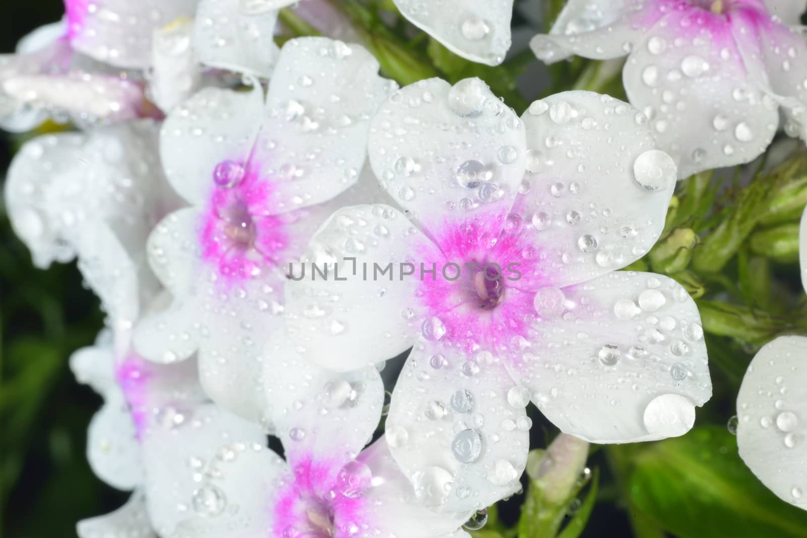 violet and white phlox after rain with big waterdrops