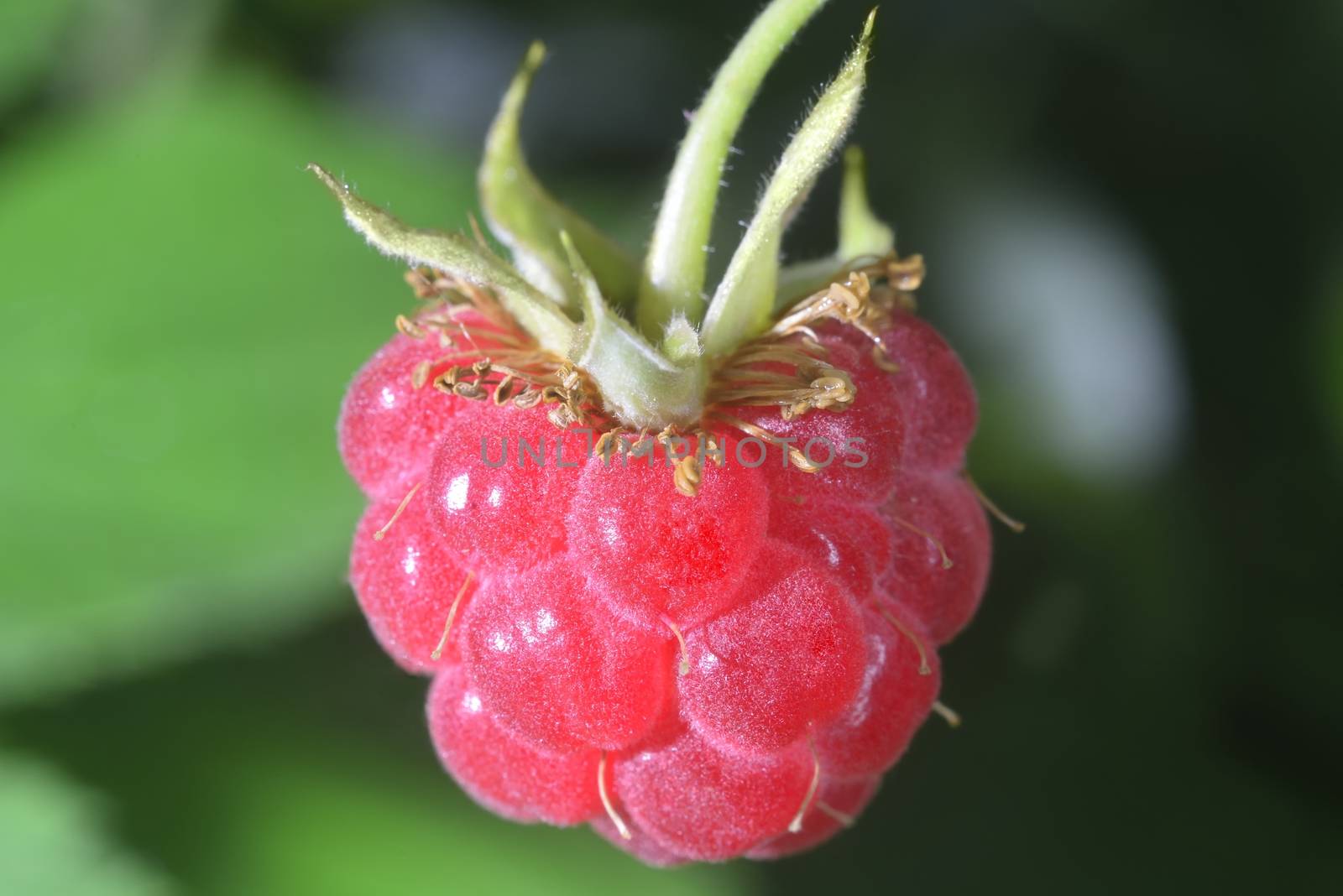 one red close-up perfect raspberry on branch 