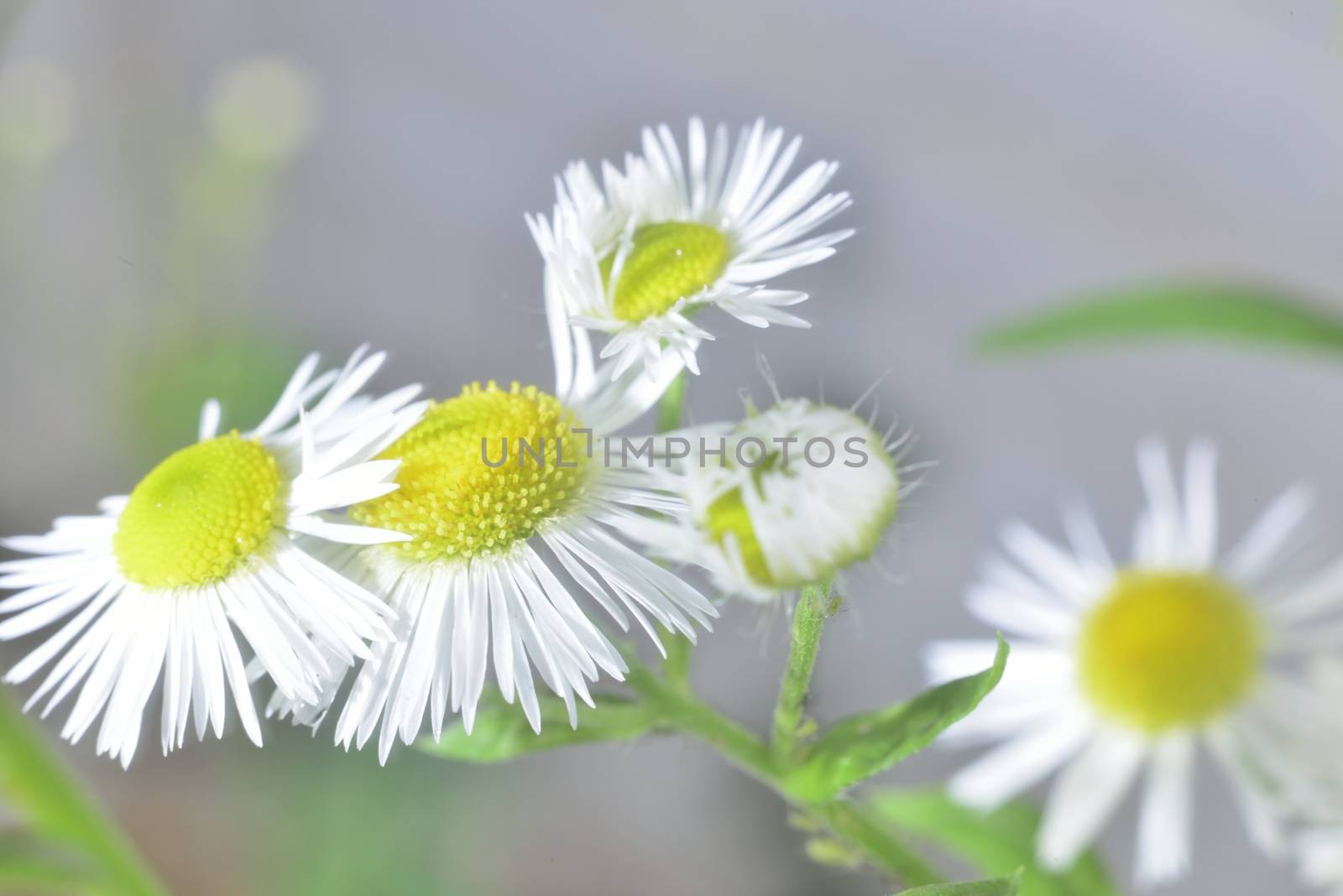 white wild therapeutic pharmaceutical blooming close-up camomile 