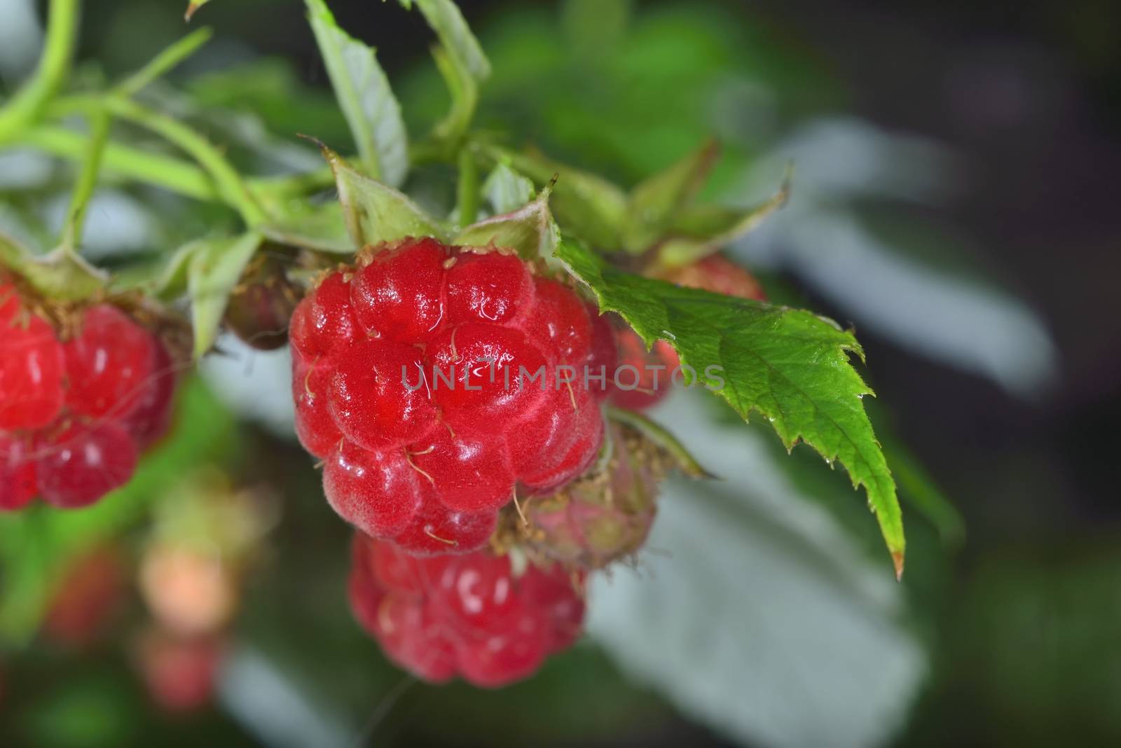 wild red juicy raspberries on branch in forest