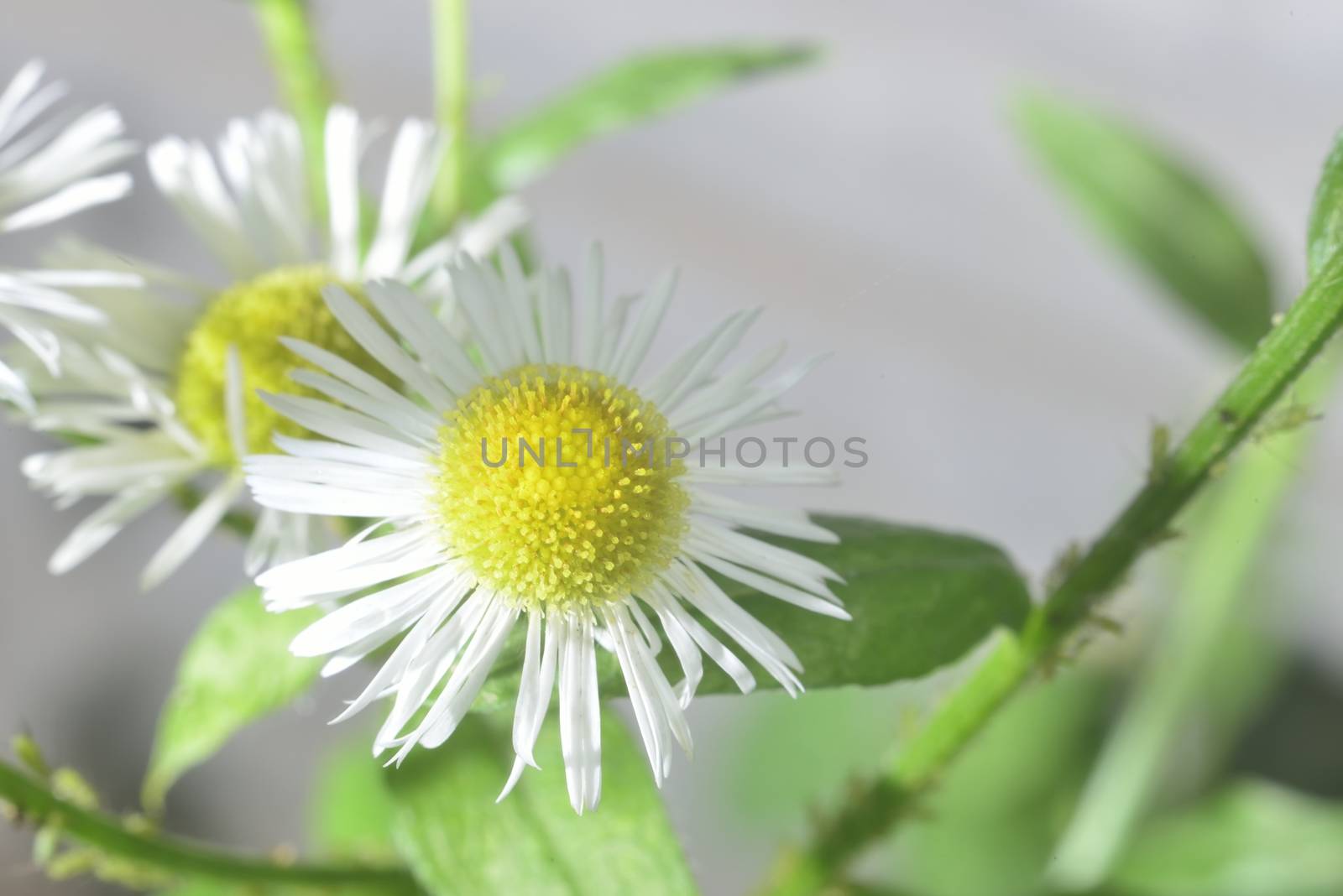 white wild therapeutic pharmaceutical blooming close-up camomile 