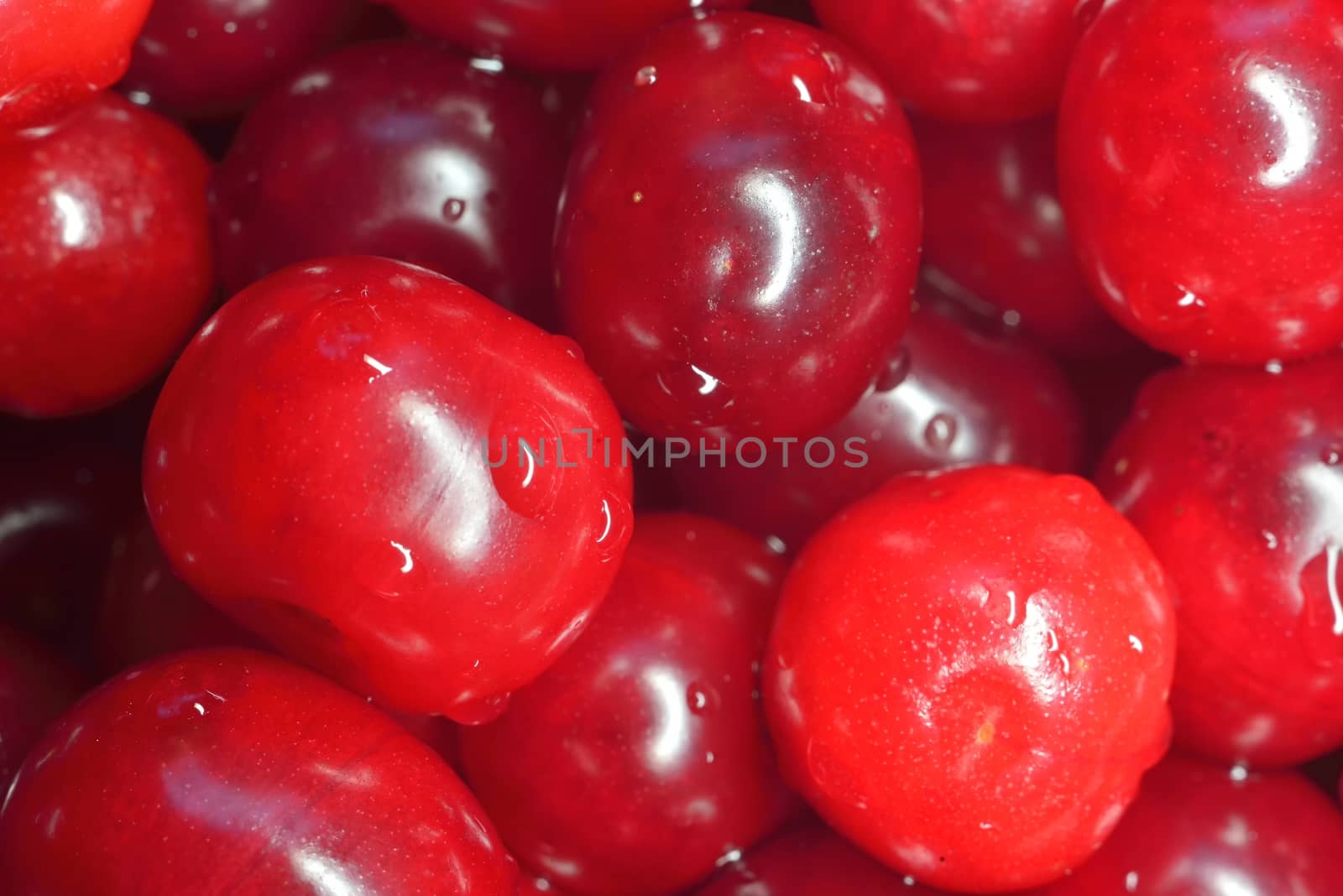 many fresh glossy red cherries ( macro, close-up)