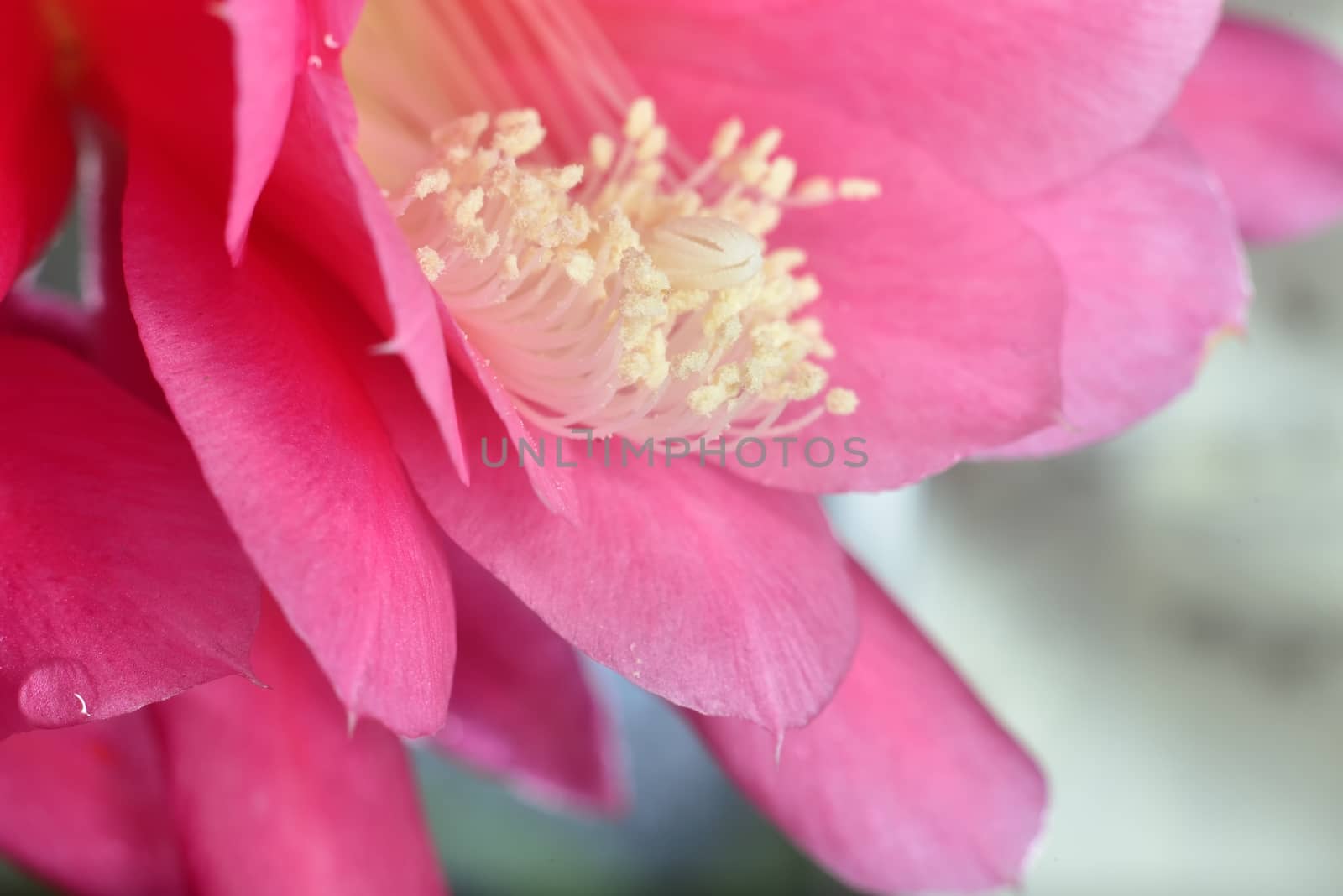 inside pink flower (macro extazoomed flower with pollen on pestils )