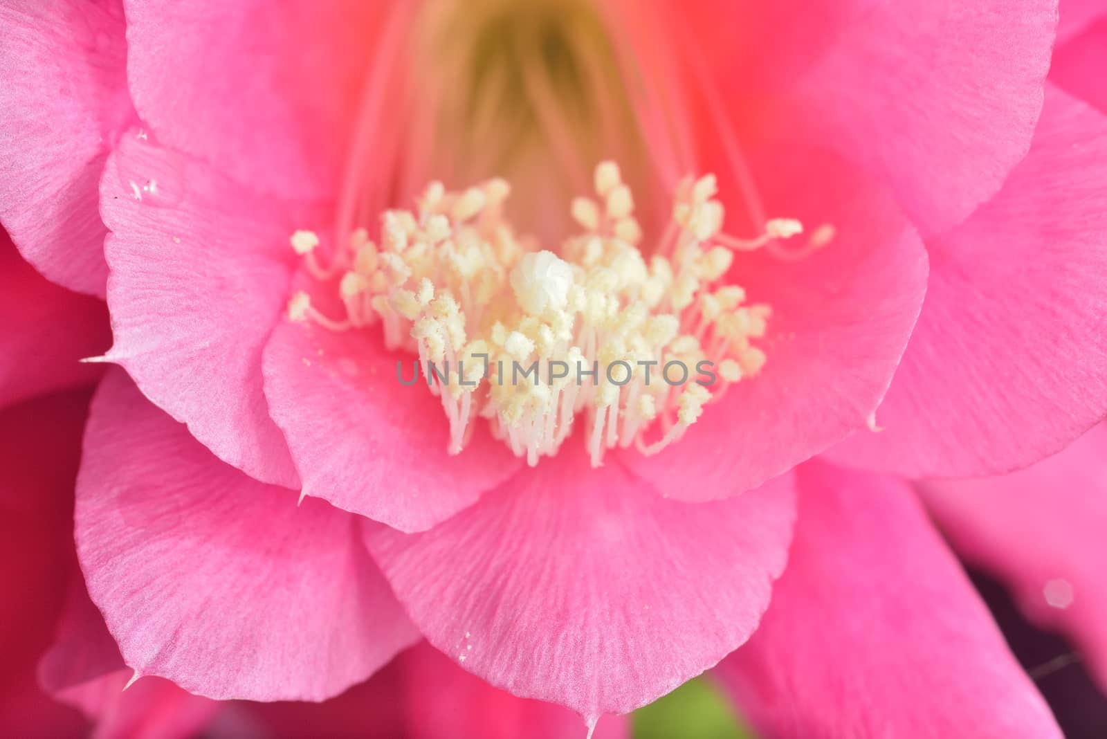 inside pink flower (macro extazoomed flower with pollen on pestils )