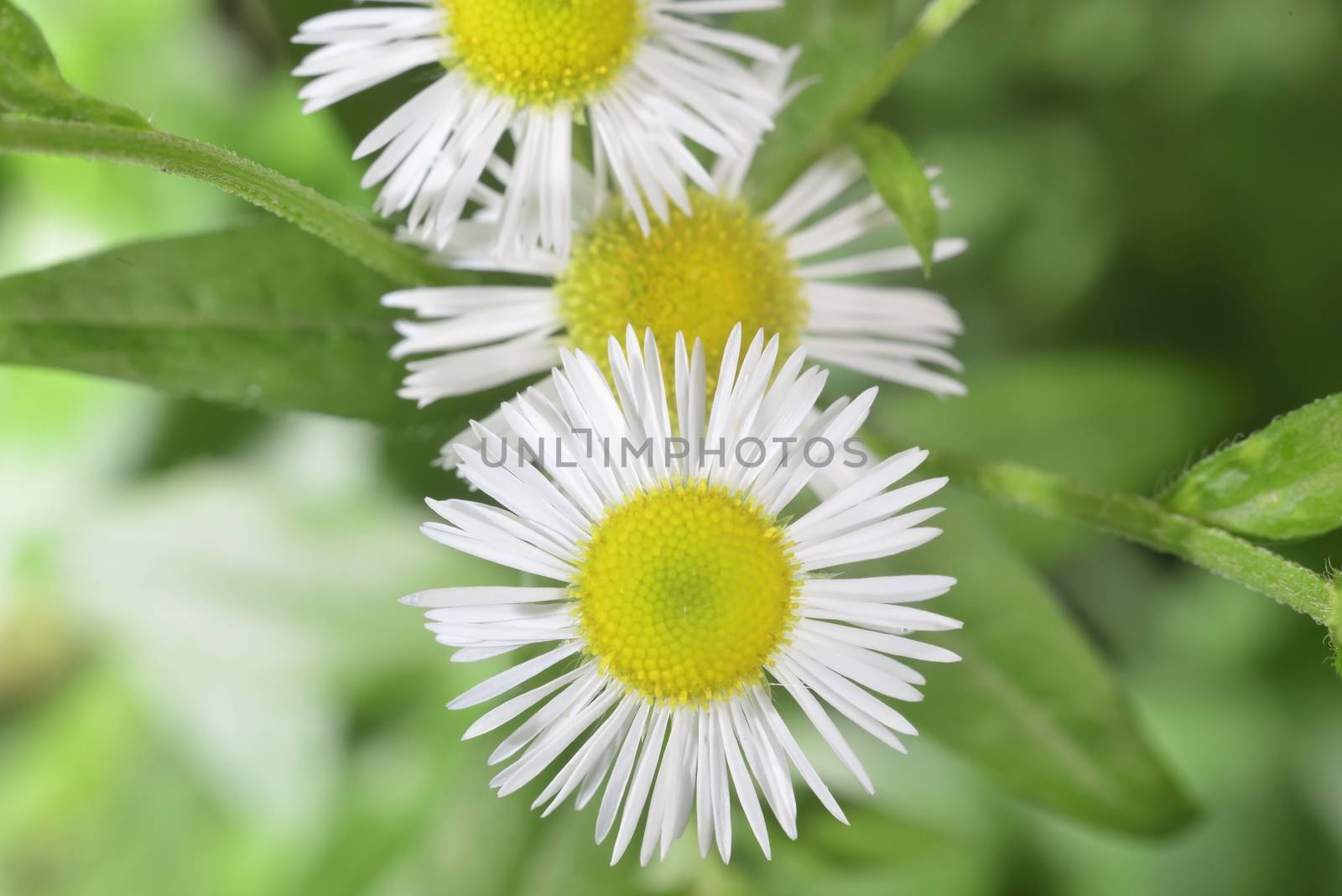 white wild therapeutic pharmaceutical blooming close-up camomile 