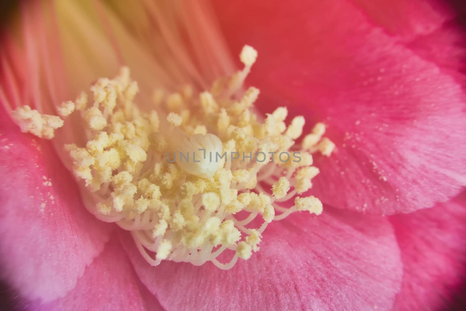 inside pink flower (macro extazoomed flower with pollen on pestils )