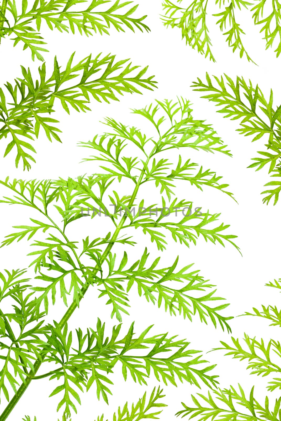 green herbs of carrots on white background