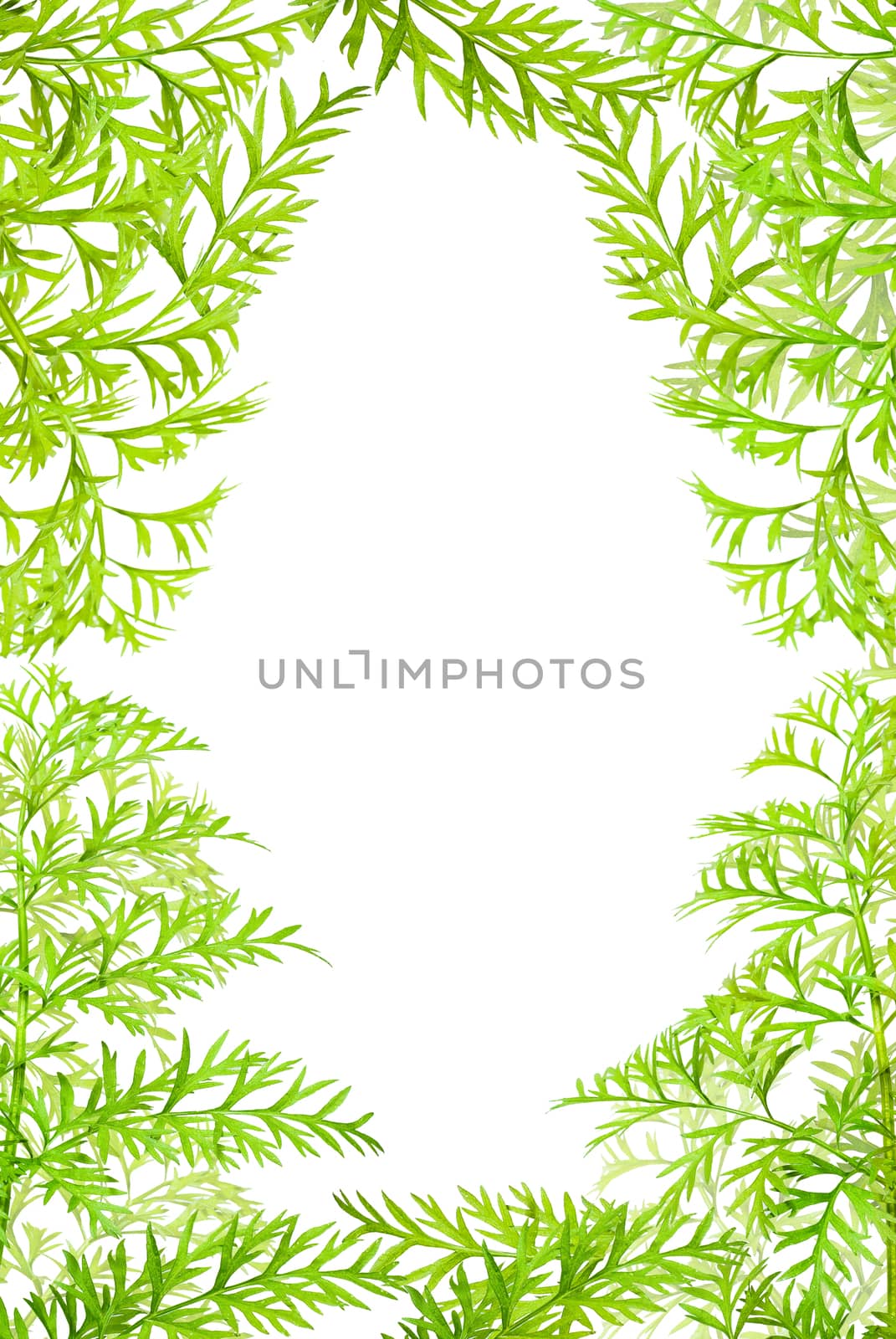 frame green herbs of carrots on white background