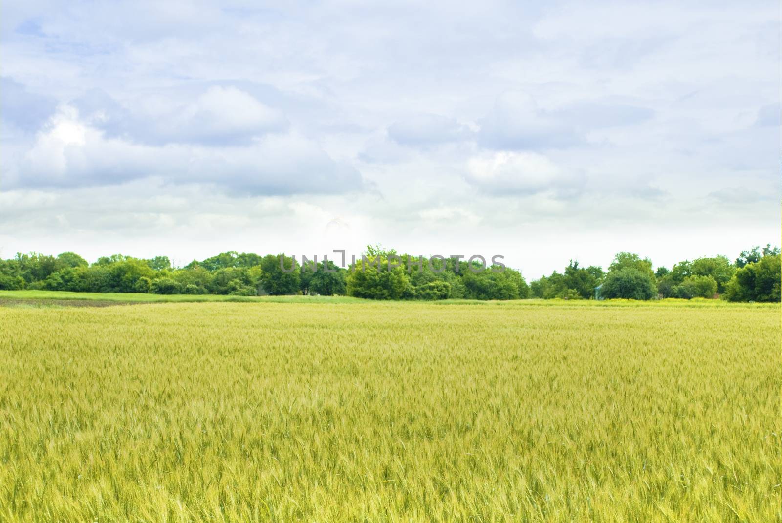 yellow  field of wheat  by alexandervedmed