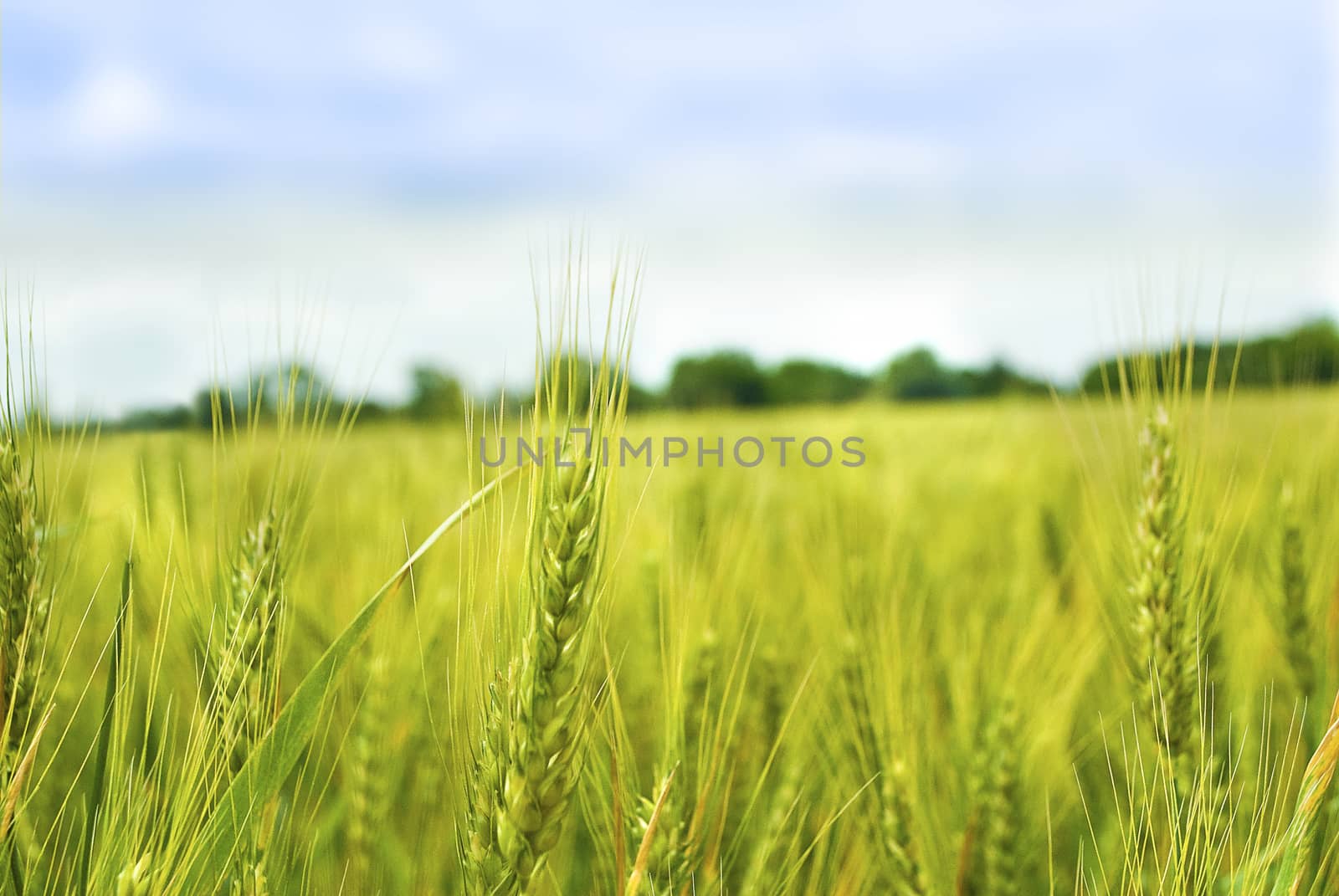 green and yellow wheat on field