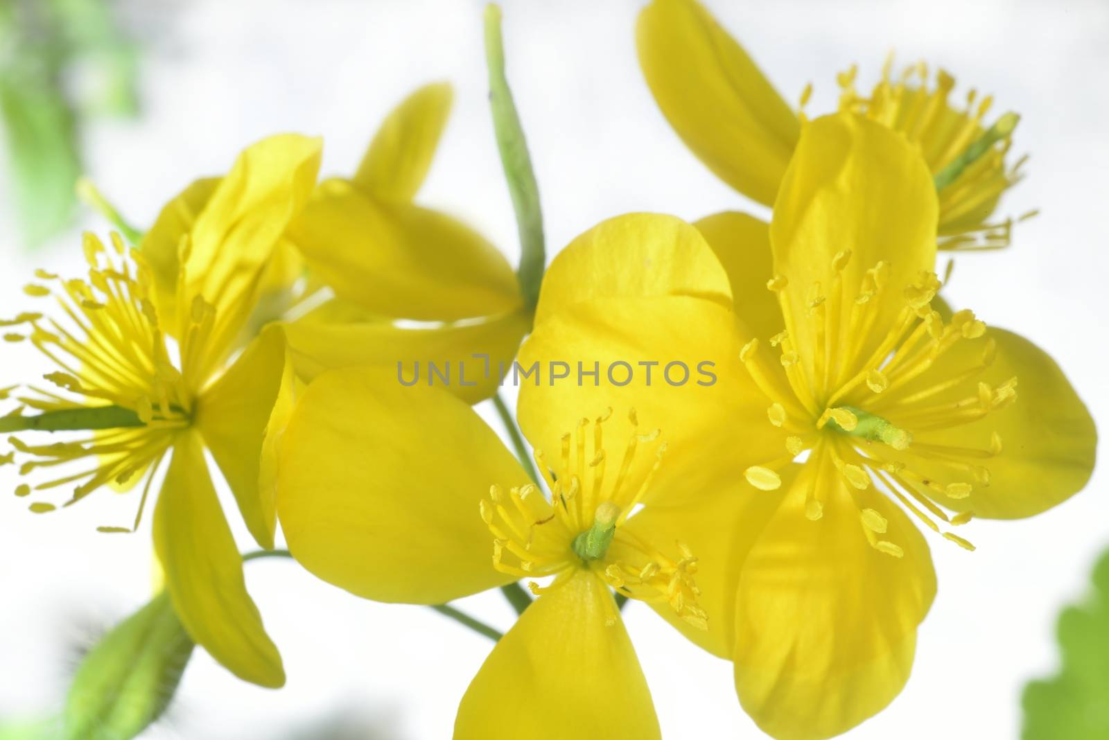 celandine flowers (yellow macro zoomed flowers)