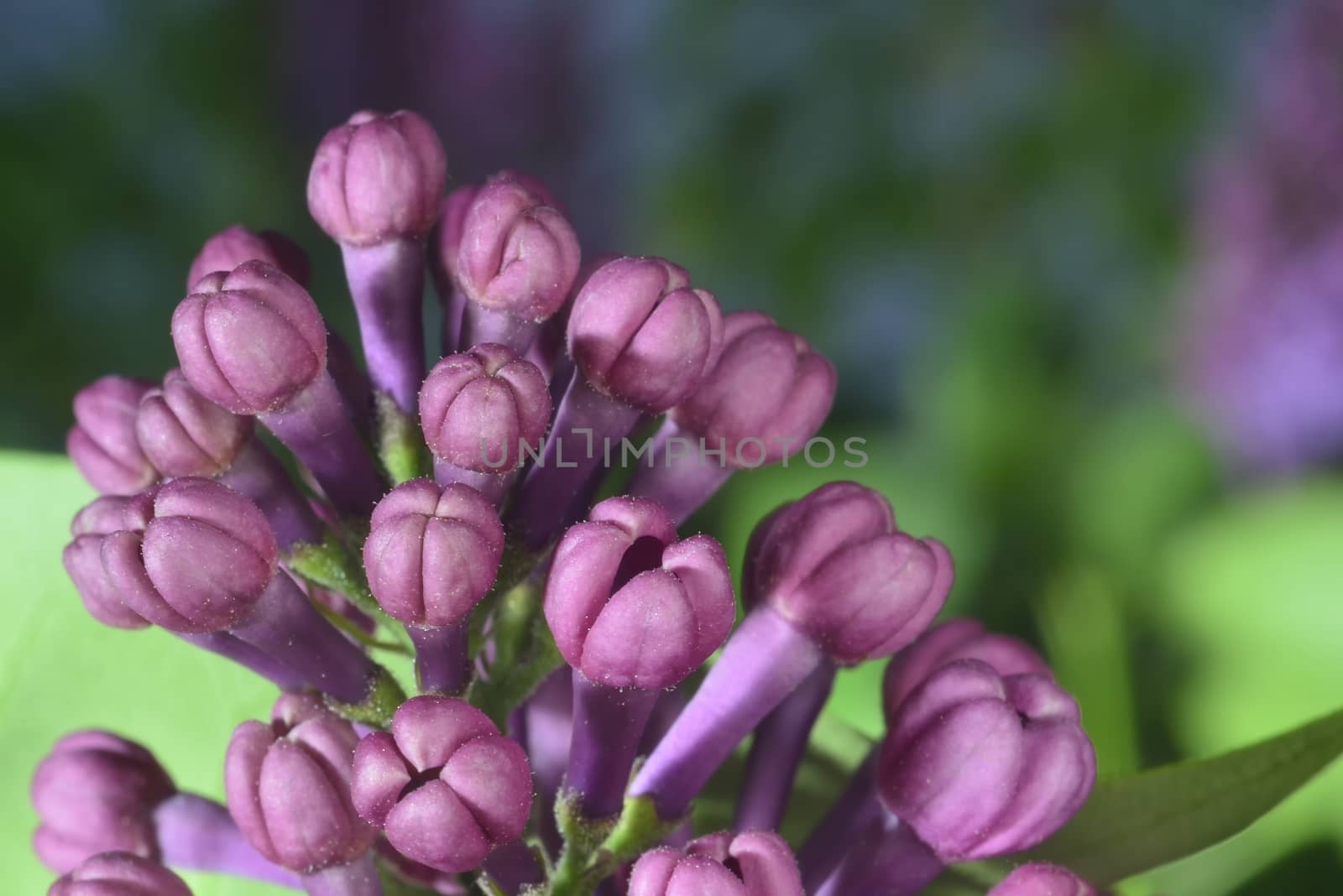 lilac buds (macro zoomed purple lilac flowers)