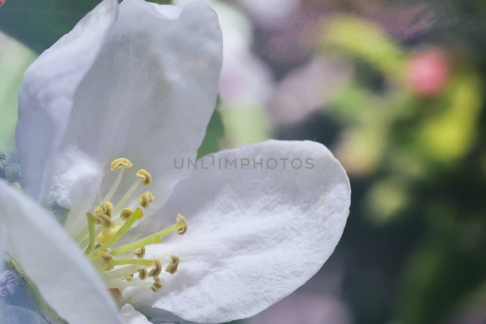 apple blossom (white macro zoomed flowers)