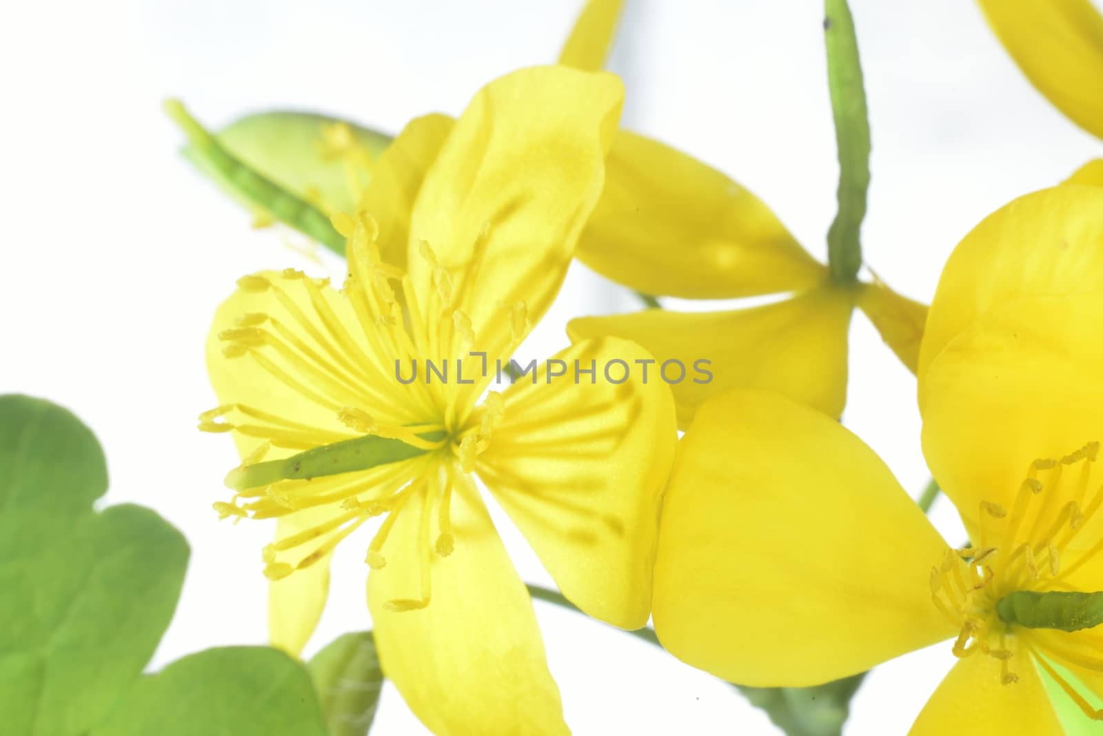 celandine flowers (yellow macro zoomed flowers)