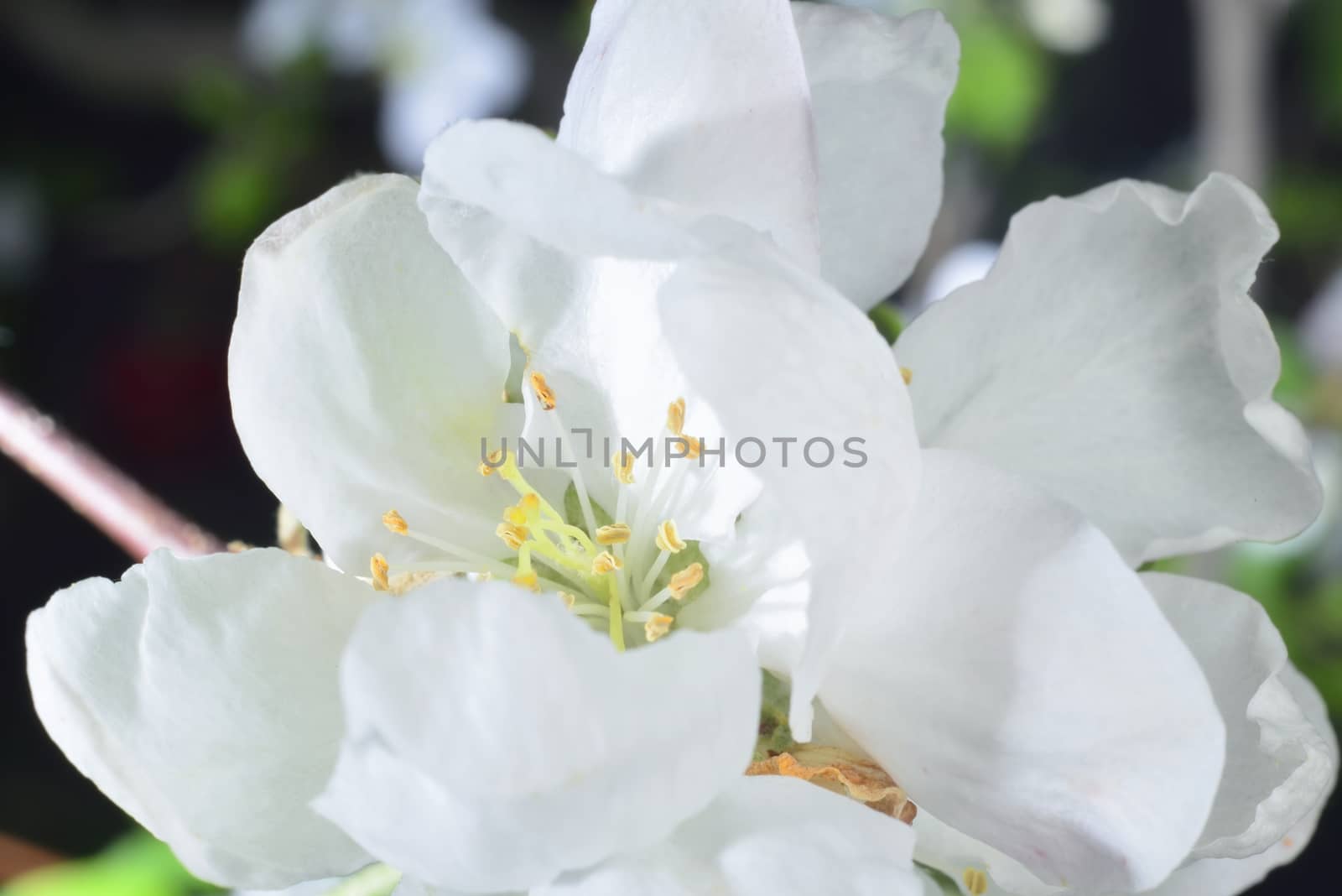 apple blossom (white macro zoomed flowers)